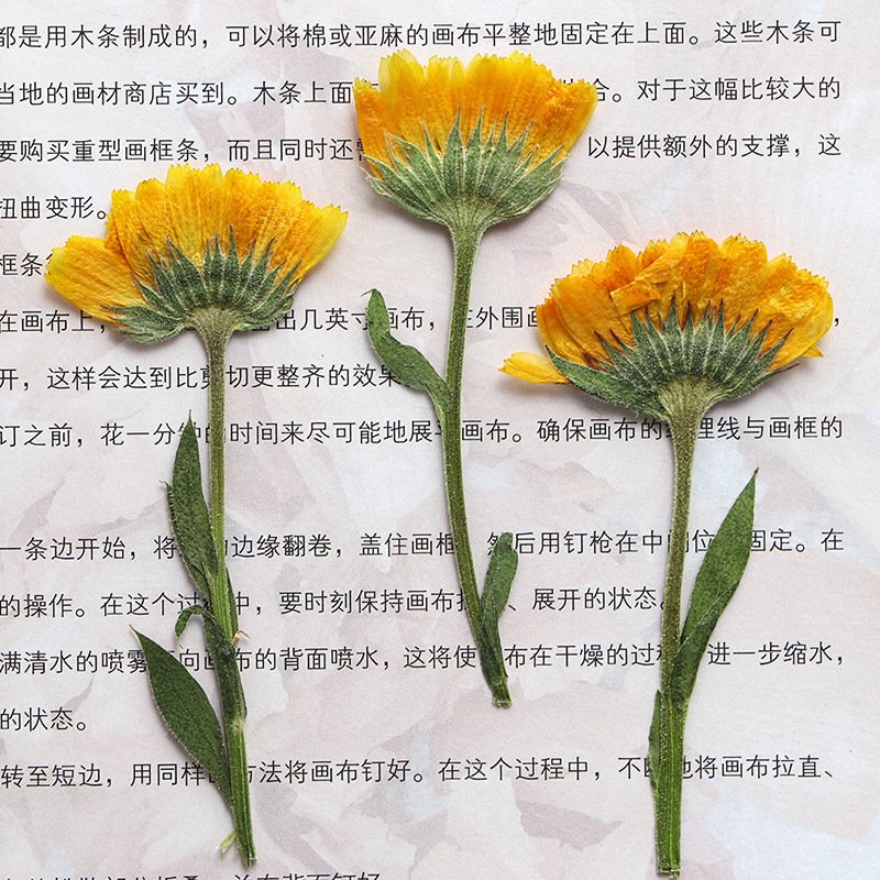 Real Side Pressed Dried Calendula Flower Plant For Herbarium Jewelry Postcard Bookmark Invitation Card