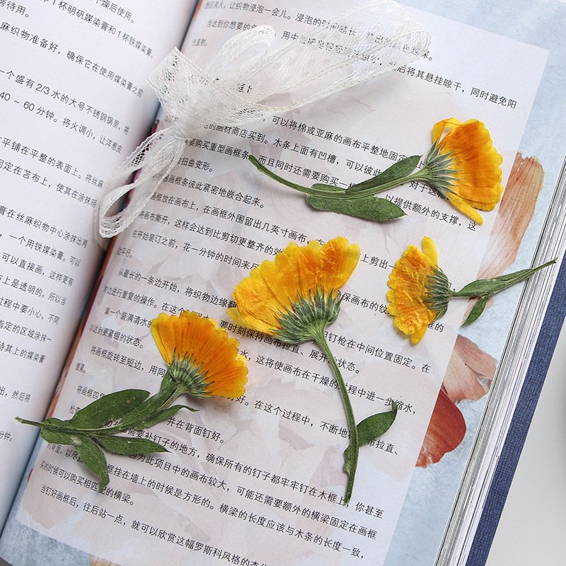 Real Side Pressed Dried Calendula Flower Plant For Herbarium Jewelry Postcard Bookmark Invitation Card