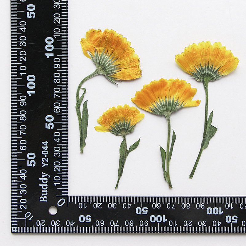 Real Side Pressed Dried Calendula Flower Plant For Herbarium Jewelry Postcard Bookmark Invitation Card
