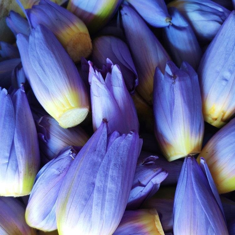 wholesale beautiful natural plant dried blue lotus flowers