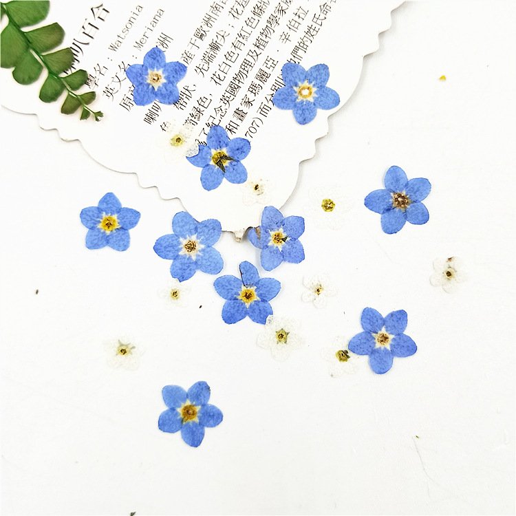 Wholesale forget-me-not flowers craft decoration real natural dry dried pressed flowers and plants for DIY Resin
