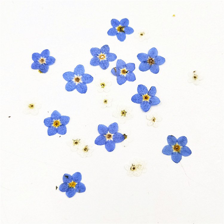 Wholesale forget-me-not flowers craft decoration real natural dry dried pressed flowers and plants for DIY Resin