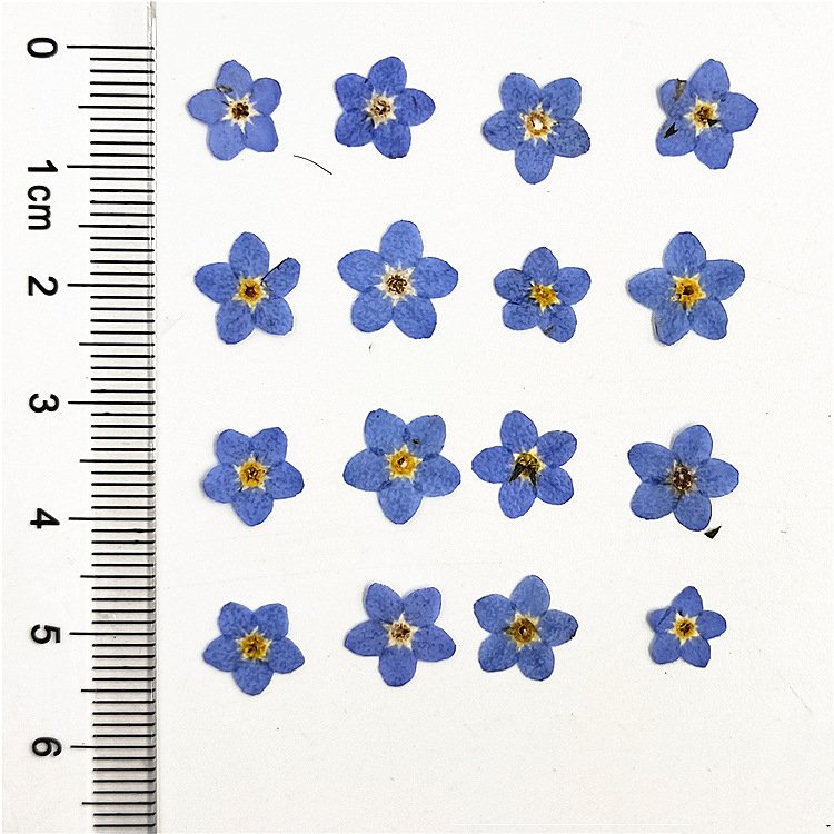 Wholesale forget-me-not flowers craft decoration real natural dry dried pressed flowers and plants for DIY Resin