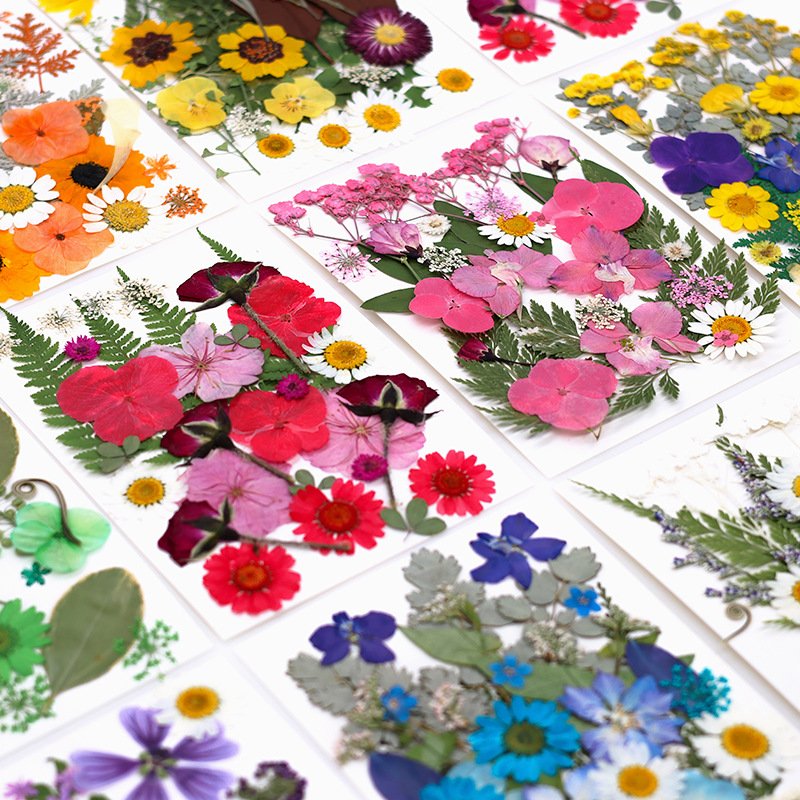 30pcs/pack YanXin Series Pressed Flower Mix Packs DIY Art Crafts Making Natural Plant Eco-friendly