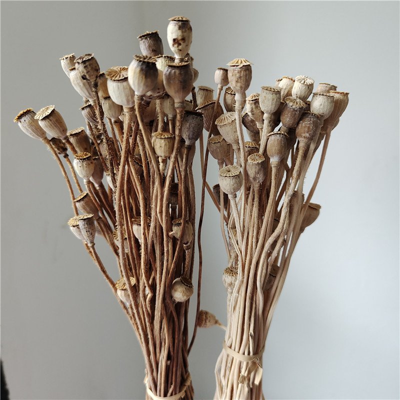 dried and natural Papaver rhoeas flower, corn poppy fruit ball flower