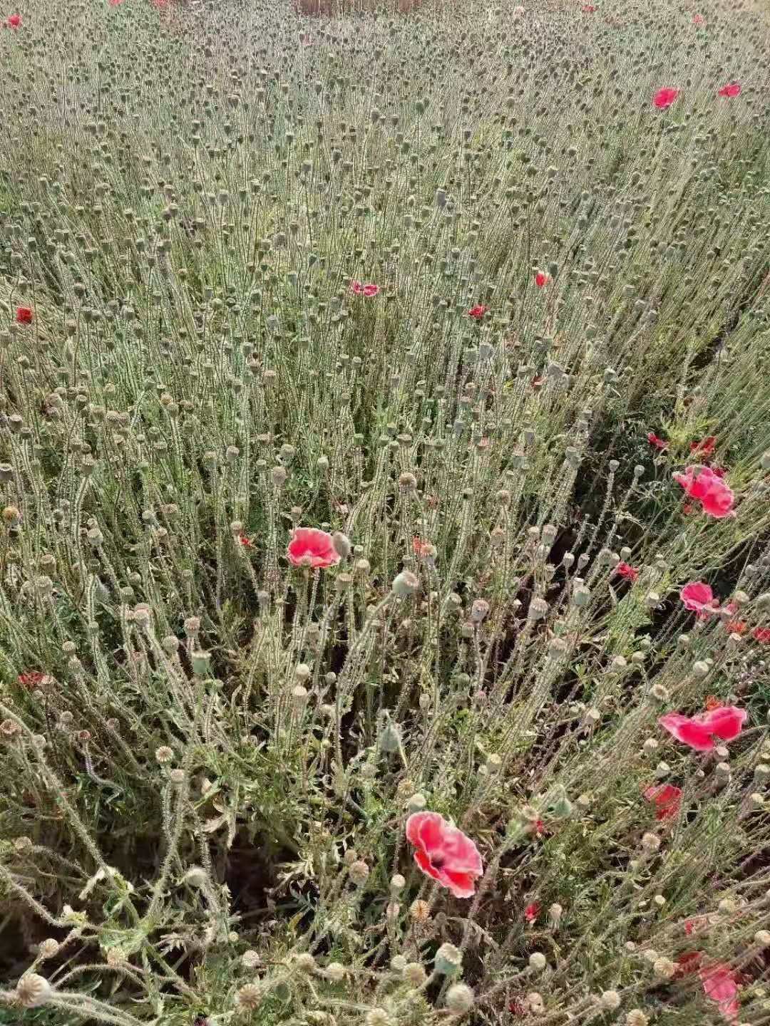 dried and natural Papaver rhoeas flower, corn poppy fruit ball flower