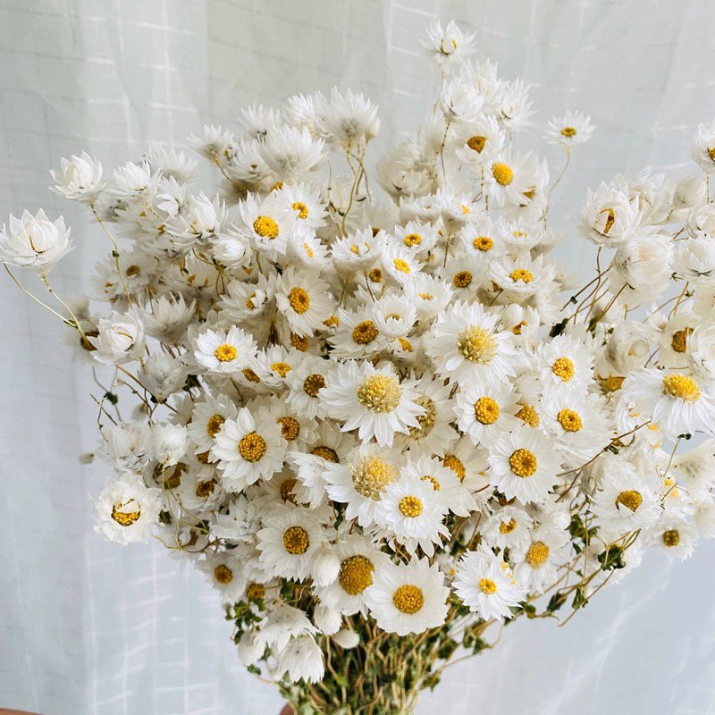 2024 in most popular preserved daisy dried rodanth preserved flower chrysanthemum for home wedding decoration