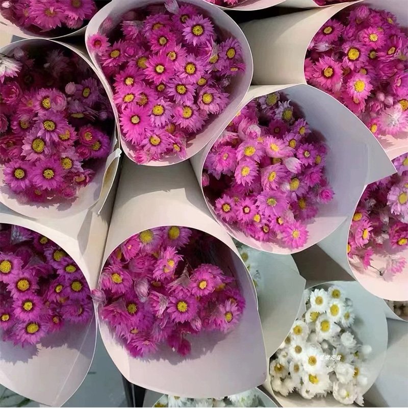 2024 in most popular preserved daisy dried rodanth preserved flower chrysanthemum for home wedding decoration