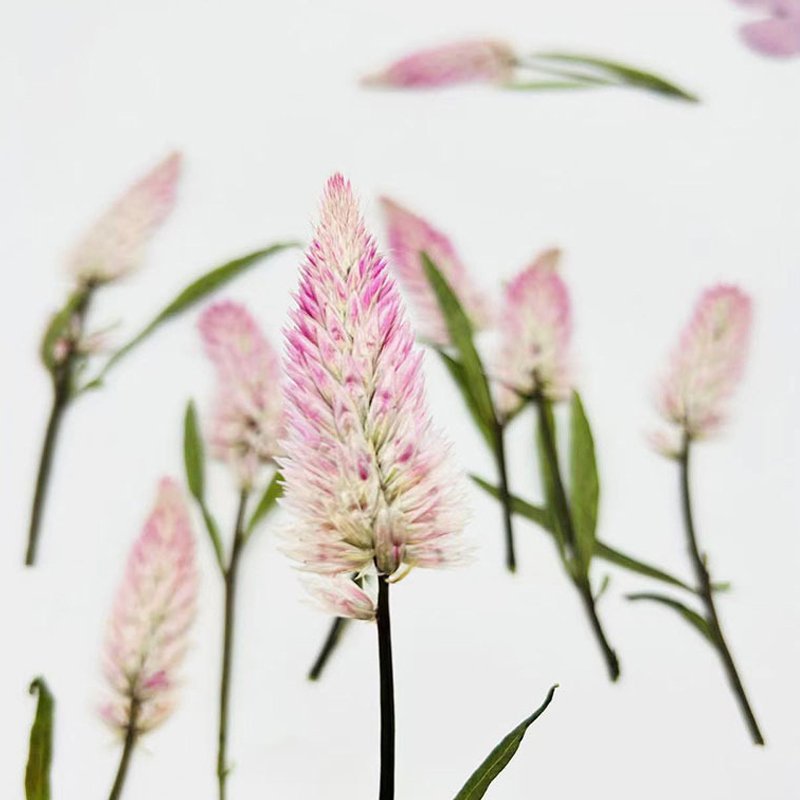 Natural Pack Dry Flower Pressed Celosia Argentea L Embossed Dried Flowers Real Flower Plant Specimens