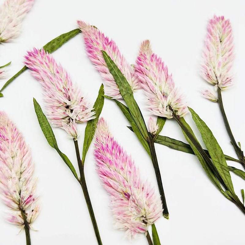 Natural Pack Dry Flower Pressed Celosia Argentea L Embossed Dried Flowers Real Flower Plant Specimens
