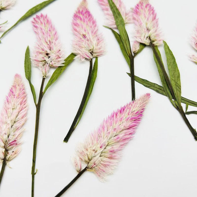 Natural Pack Dry Flower Pressed Celosia Argentea L Embossed Dried Flowers Real Flower Plant Specimens