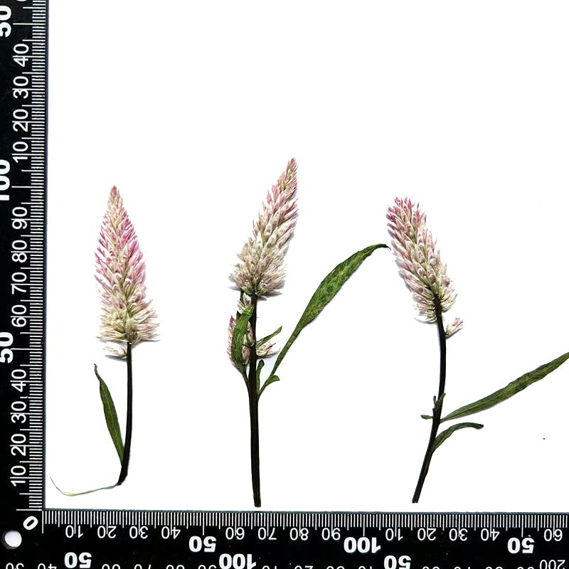 Natural Pack Dry Flower Pressed Celosia Argentea L Embossed Dried Flowers Real Flower Plant Specimens