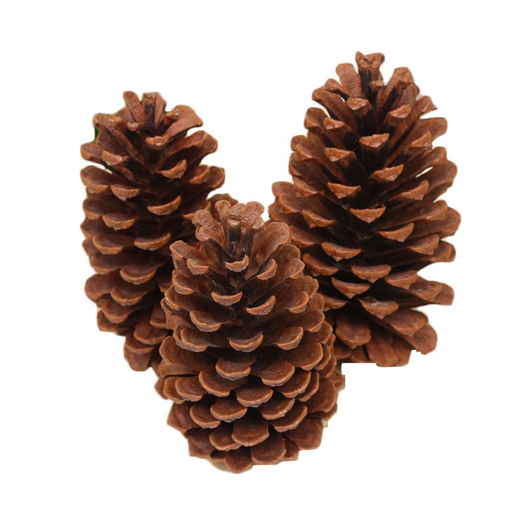 2024 most popular dry flowers natural real dried pine cone for home Christmas Decoration