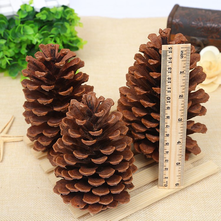 2024 most popular dry flowers natural real dried pine cone for home Christmas Decoration
