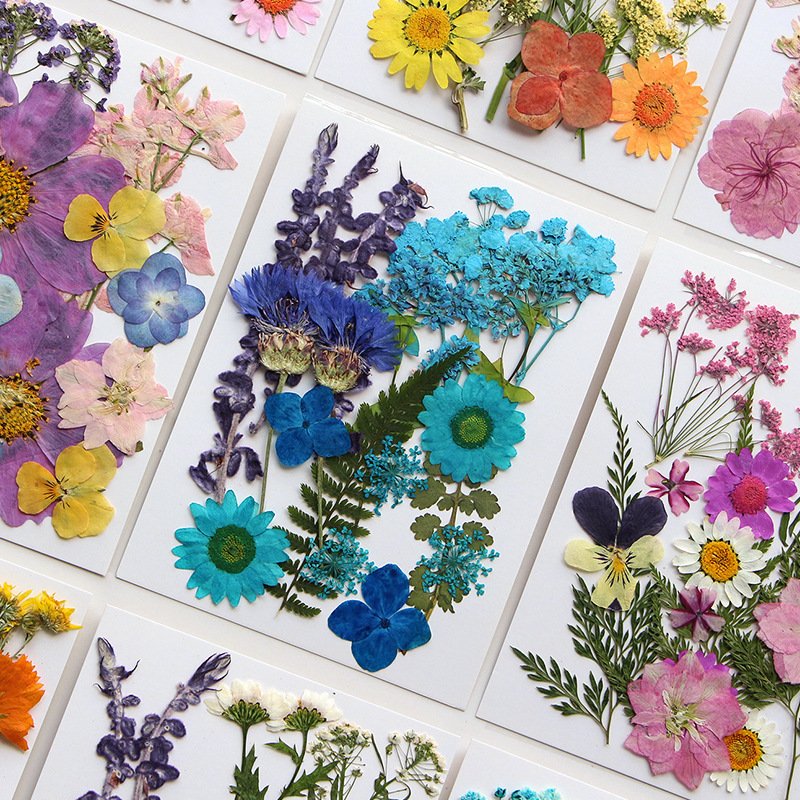 Yopin-2395 Wholesale Natural Flowers Specimen Real Dried Pressed Daisy Flowers For Home Decor