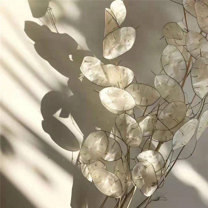 Wholesale Wedding Decor Lunaria annua Silver Fan Grass Preserved Flower Dried Flower For Dry Eringium Flower Art