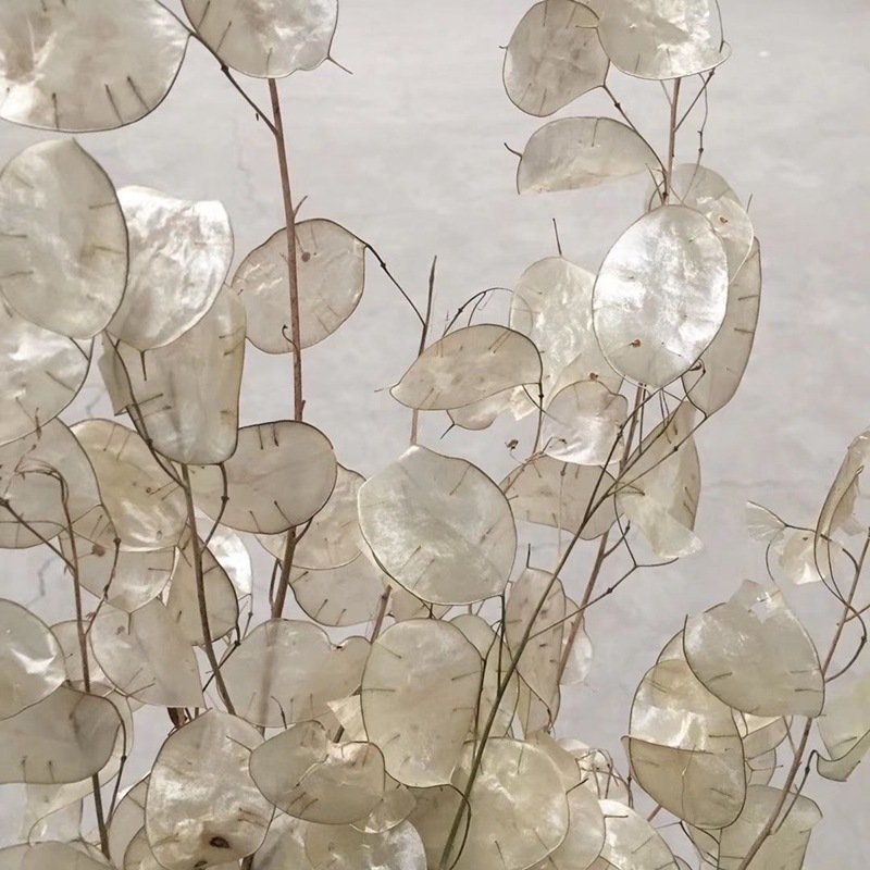 Wholesale Wedding Decor Lunaria annua Silver Fan Grass Preserved Flower Dried Flower For Dry Eringium Flower Art