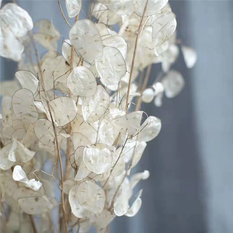 Wholesale Wedding Decor Lunaria annua Silver Fan Grass Preserved Flower Dried Flower For Dry Eringium Flower Art