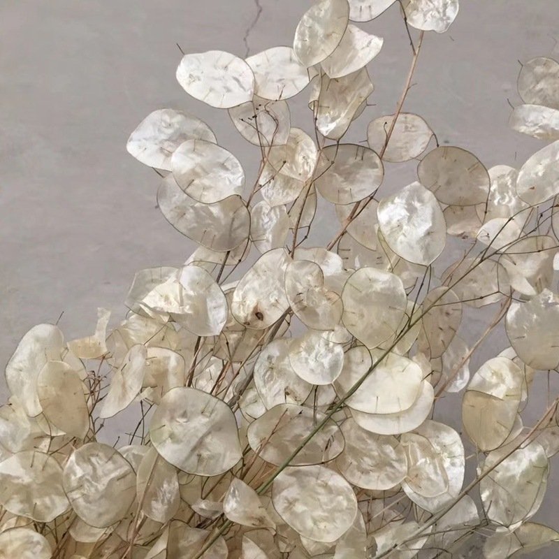 Wholesale Wedding Decor Lunaria annua Silver Fan Grass Preserved Flower Dried Flower For Dry Eringium Flower Art