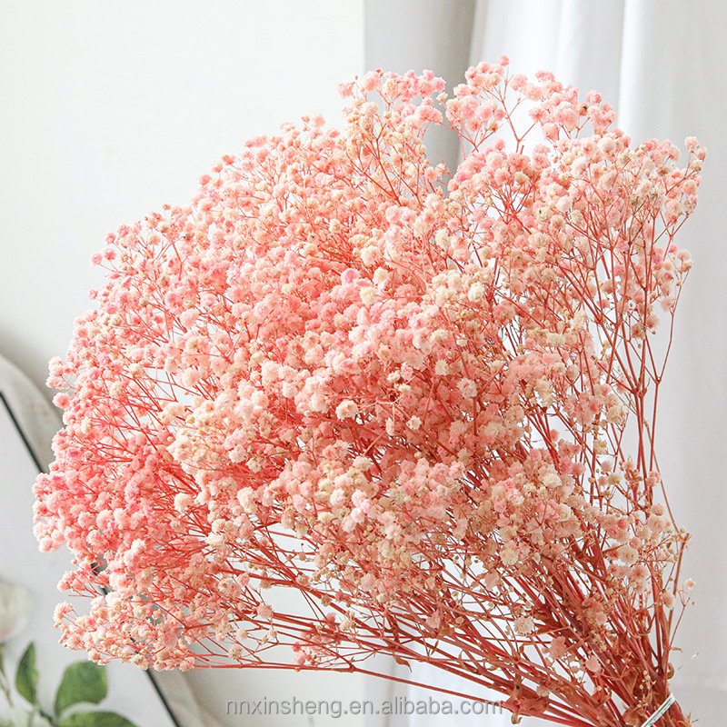 dry pressed flower babysbreath natural real dried flowers and plants gypsophila flower for home decorative vase