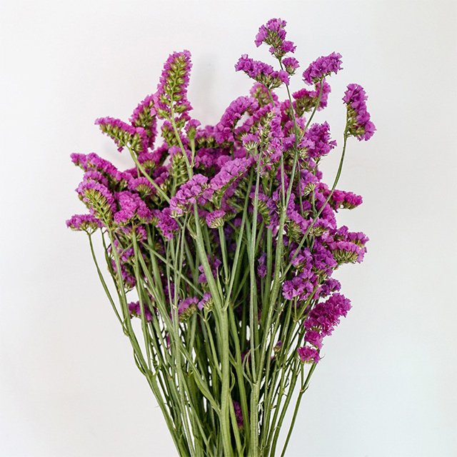 Yunnan Natural Dried Forget-Me-Not Leaf Flowers Bouquet Arrangement for Living Room Home Scene Decor Vase Flower Material