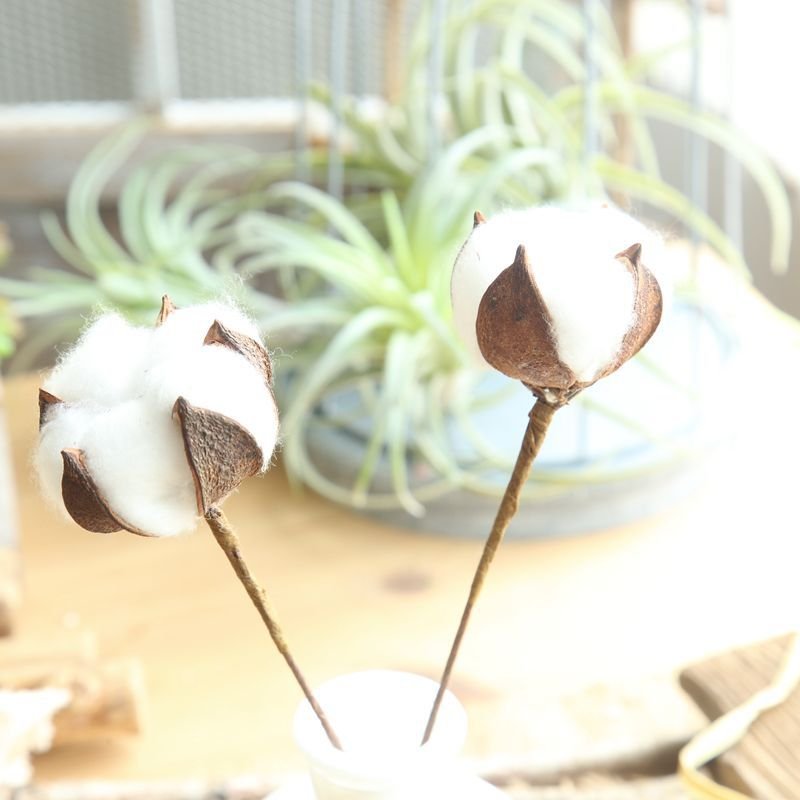 Hot Sale 59cm Natural Cotton Boll Stalk Single Stem Dried Flowers Home Decor Halloween Graduation Bulk Natural Cotton Branches