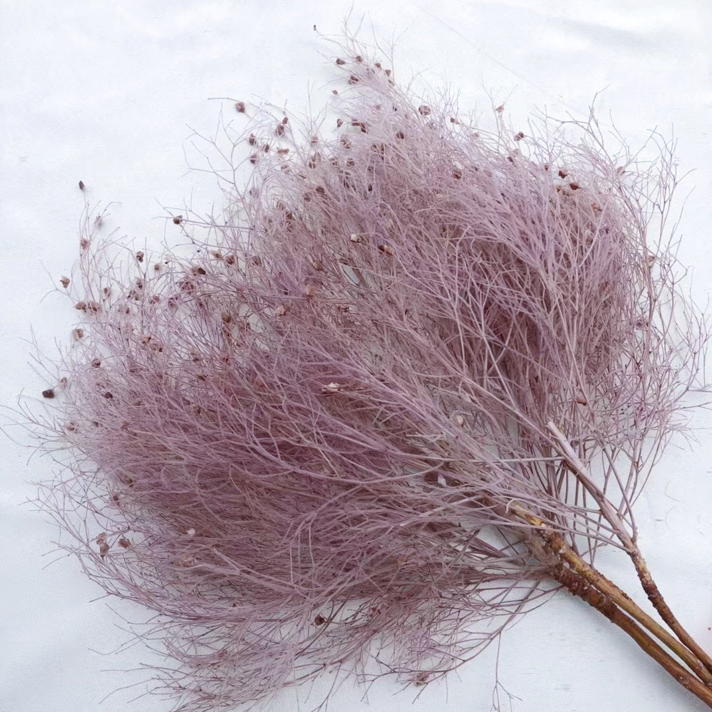 2024 ins style hot selling preserved flowers Fantasy Grass Natural Decoration Flower Dry Flower for home/wedding decoration
