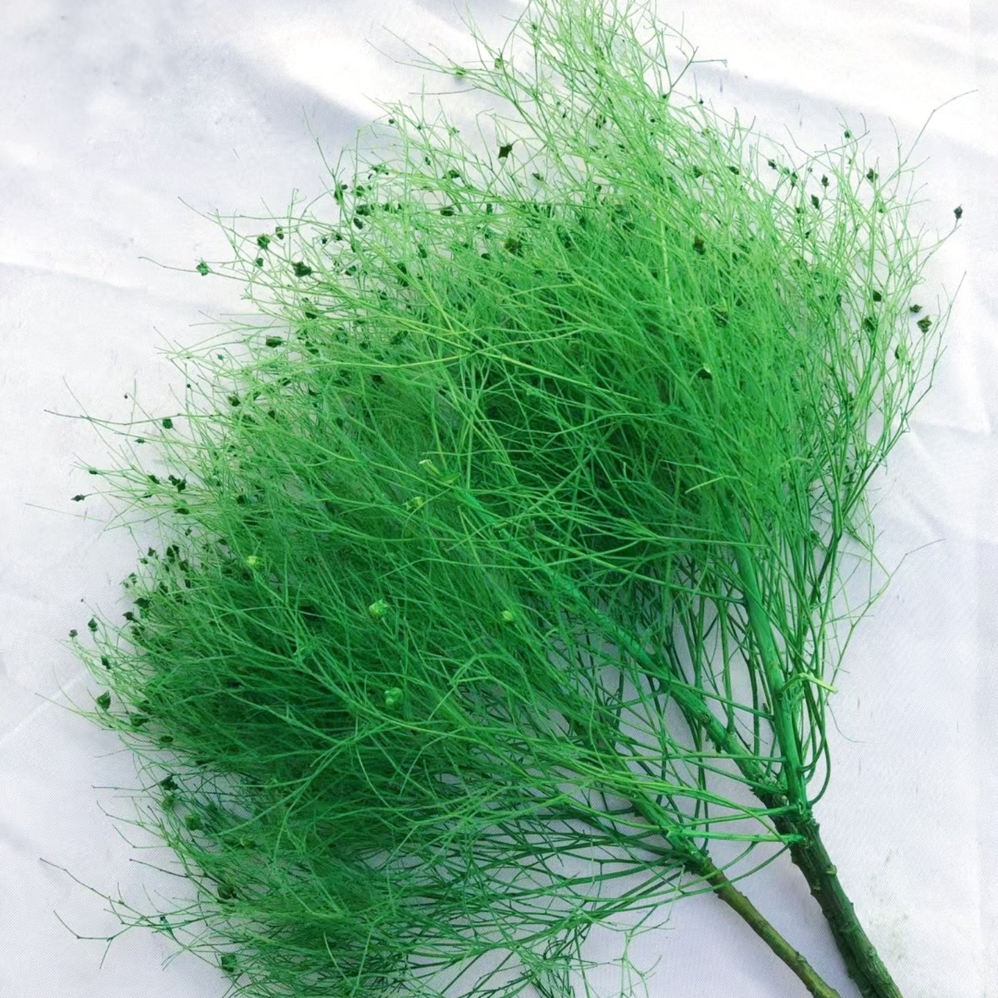 2024 ins style hot selling preserved flowers Fantasy Grass Natural Decoration Flower Dry Flower for home/wedding decoration