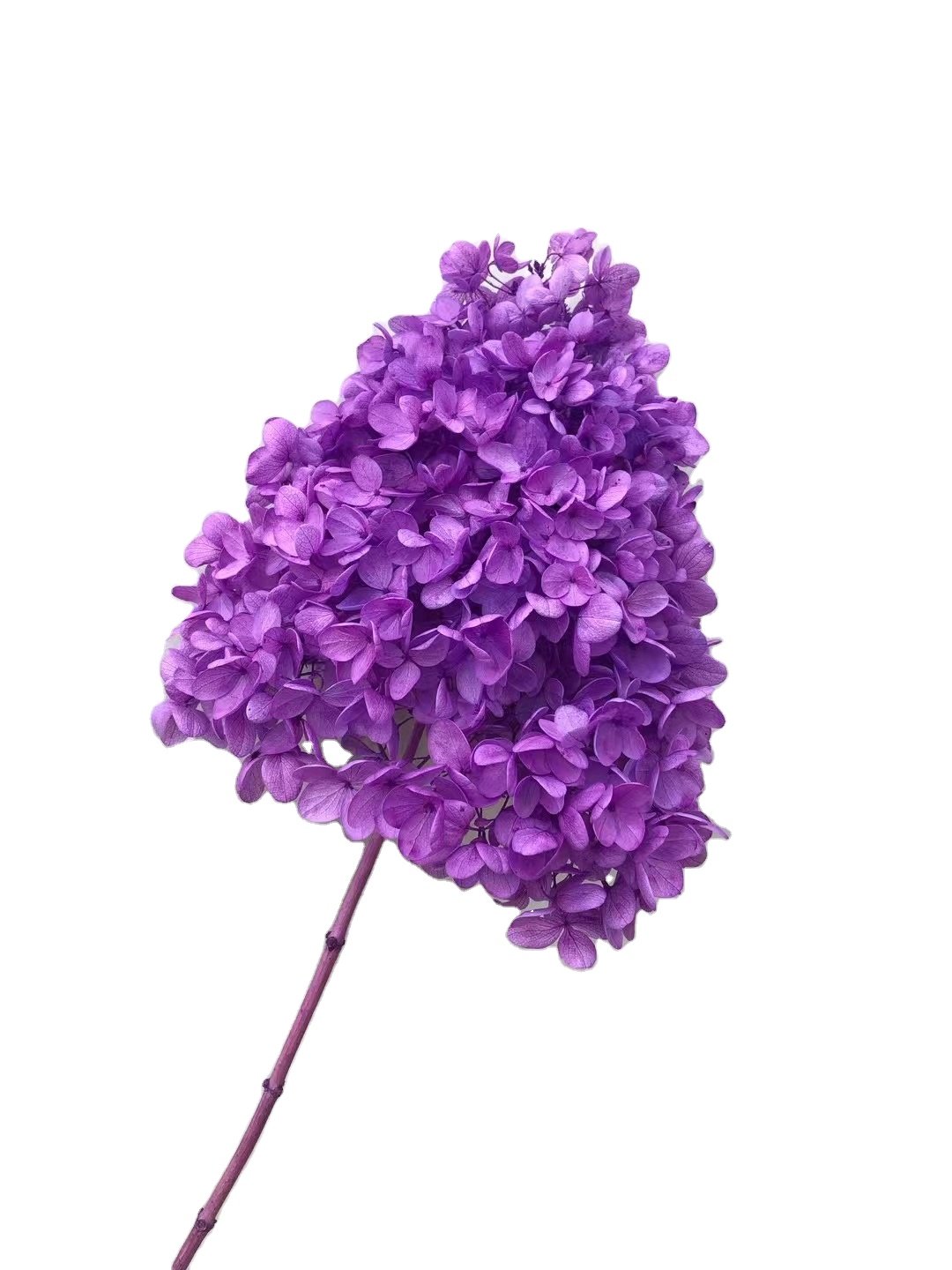 wholesale ins popular real natural dried hydrangeas tower hydrangea preserved cone hydrangea for home events hotel wedding decor