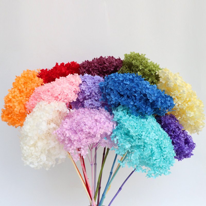 DIY Material Immortal Preserved Fresh Anna hydrangea Flower the Colorful Forever hydrangea Artificial Flower