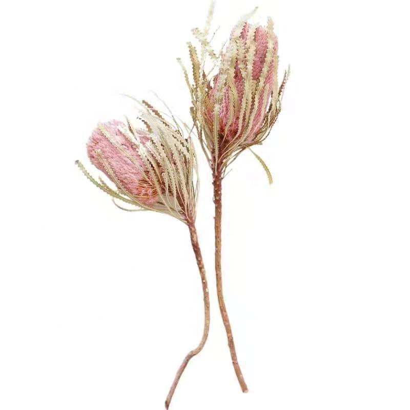 Boho Decor Best Selling Natural Colorful Banksia Protea For Flower Bouquet