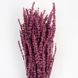 Amaranth