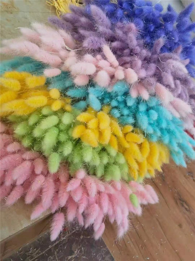 H05307 Dried Lagurus Ovatus Flower Fluffy Rabbit Tail Grass Natural 50cm bunny tails dried flowers Dried Lagurus Ovatus