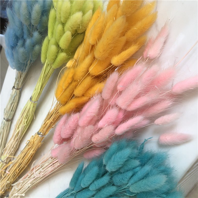 H05307 Dried Lagurus Ovatus Flower Fluffy Rabbit Tail Grass Natural 50cm bunny tails dried flowers Dried Lagurus Ovatus