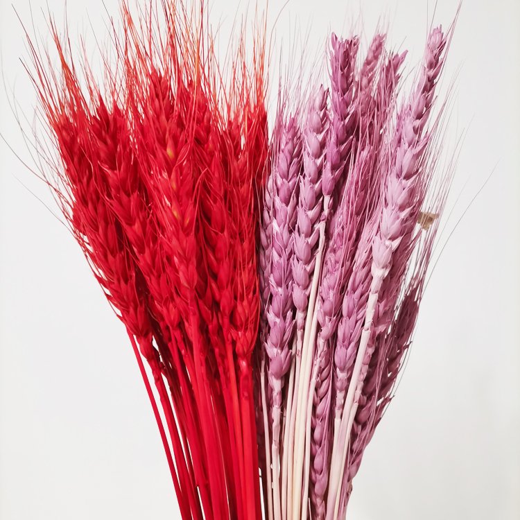 Sumflora decorations for home flower pink home decor factory wholesale large dried flowers barley