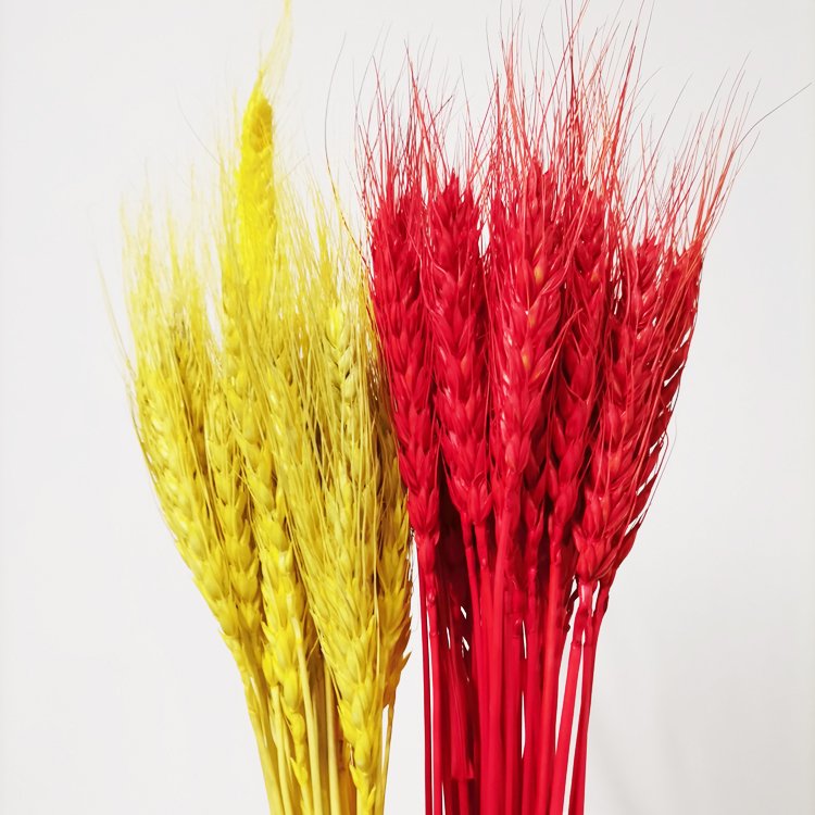 Sumflora decorations for home flower pink home decor factory wholesale large dried flowers barley