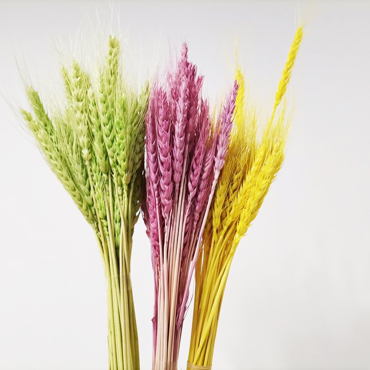 Sumflora decorations for home flower pink home decor factory wholesale large dried flowers barley