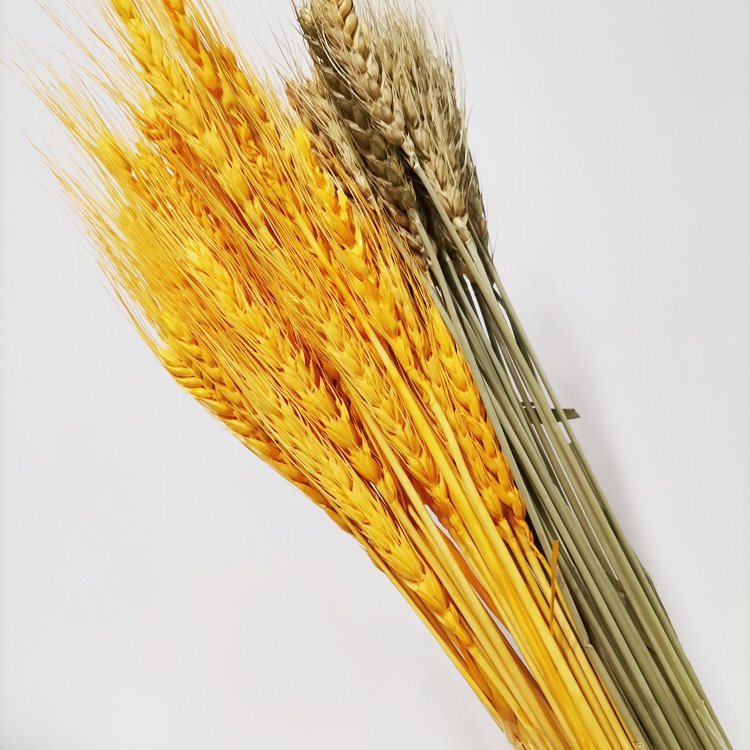 Sumflora decorations for home flower pink home decor factory wholesale large dried flowers barley