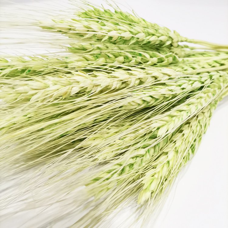 Sumflora decorations for home flower pink home decor factory wholesale large dried flowers barley