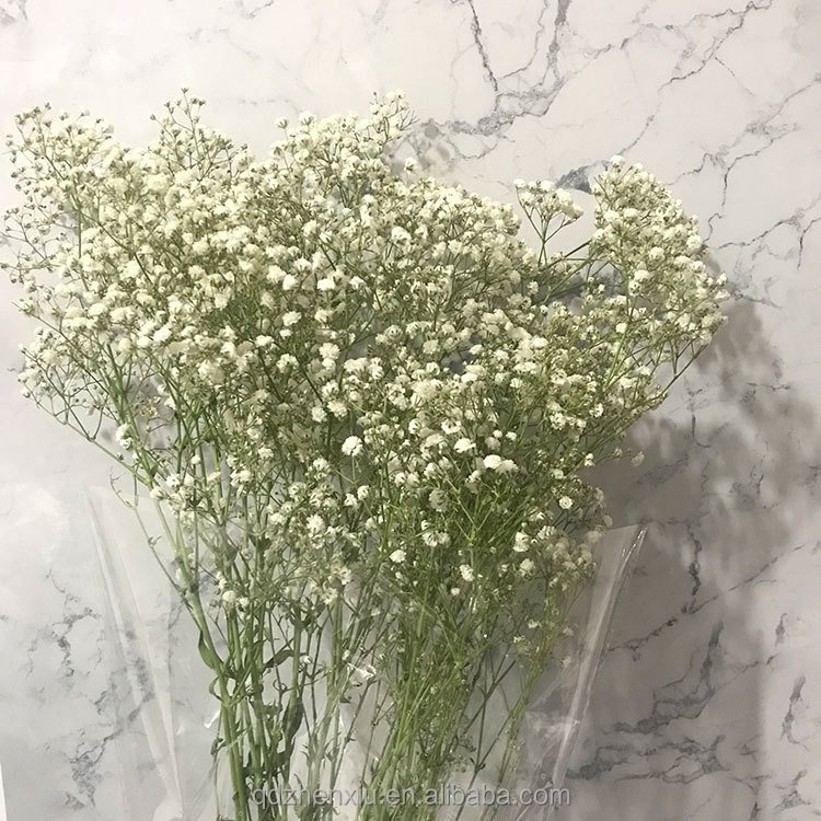 Dried Flowers Baby Breath Bouquet Natural Gypsophila for Home Wedding Table Vase Decor