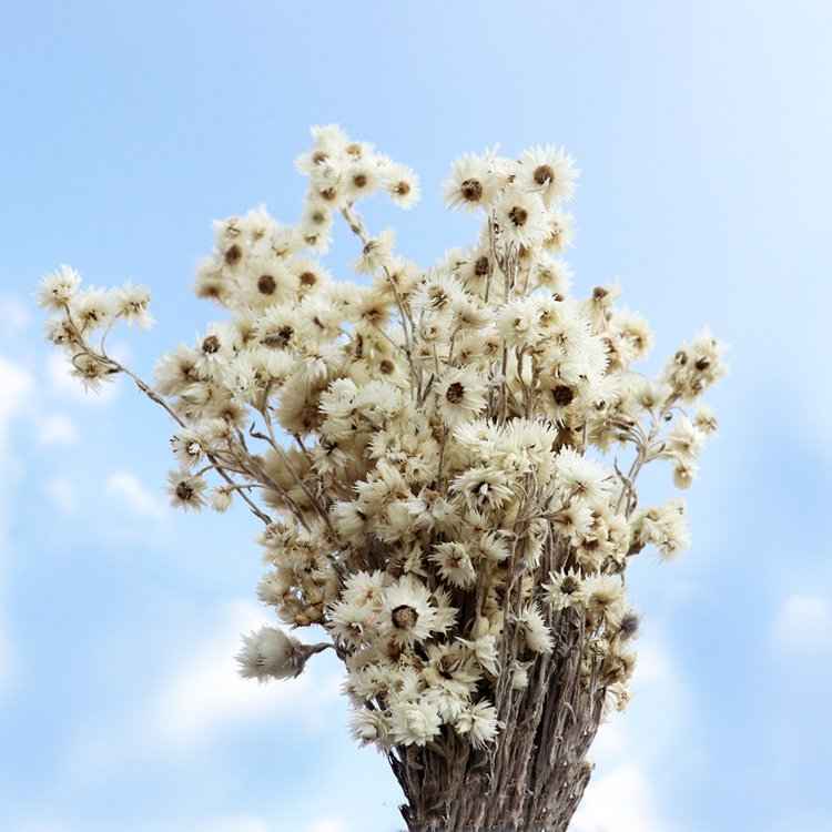 Real Natural Dried Daisy Rhodanthe wholesale natural dried 100 heads white pink Camonile Ammobium alatum Daisy Flowers