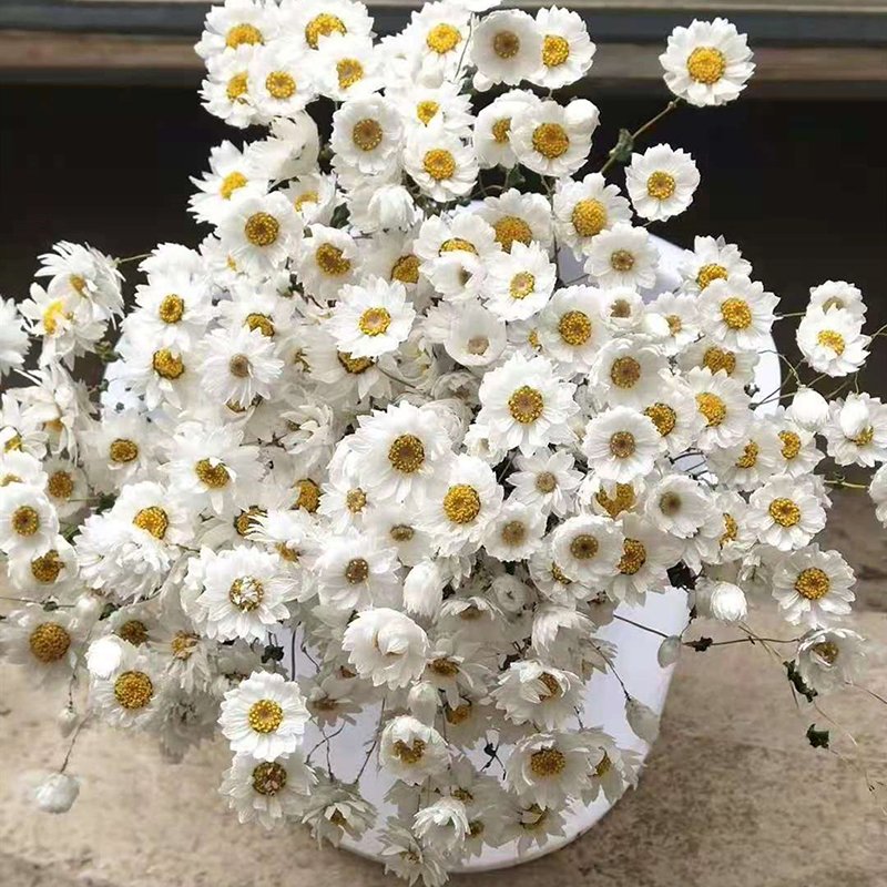 Real Natural Dried Daisy Rhodanthe wholesale natural dried 100 heads white pink Camonile Ammobium alatum Daisy Flowers