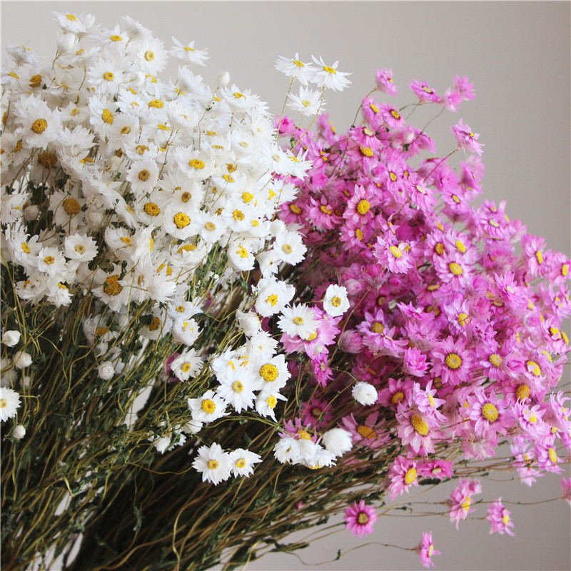 Real Natural Dried Daisy Rhodanthe wholesale natural dried 100 heads white pink Camonile Ammobium alatum Daisy Flowers