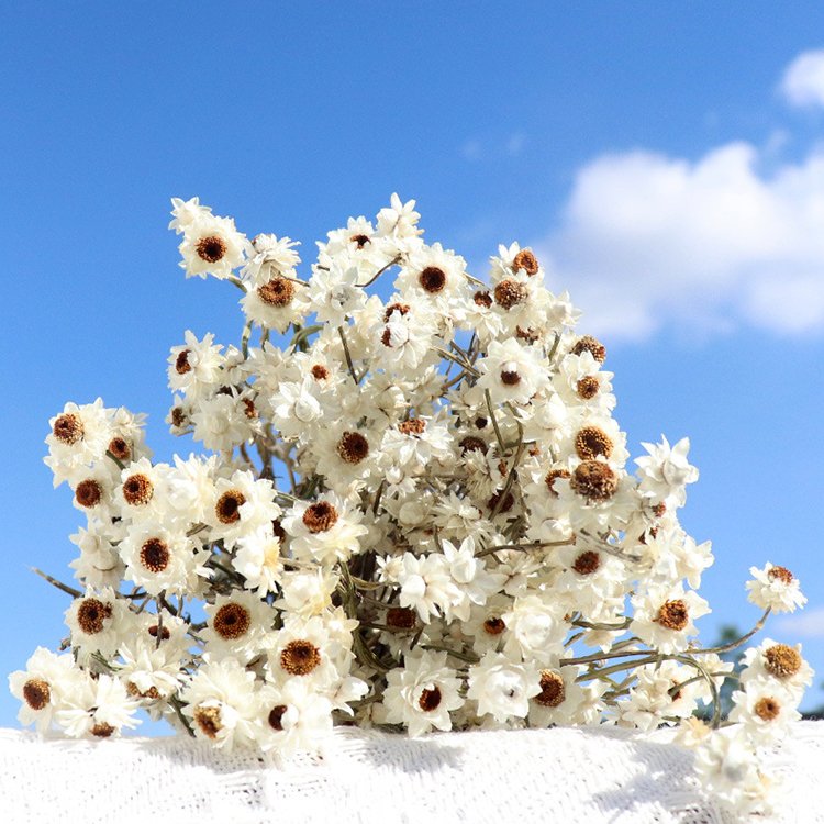 Real Natural Dried Daisy Rhodanthe wholesale natural dried 100 heads white pink Camonile Ammobium alatum Daisy Flowers