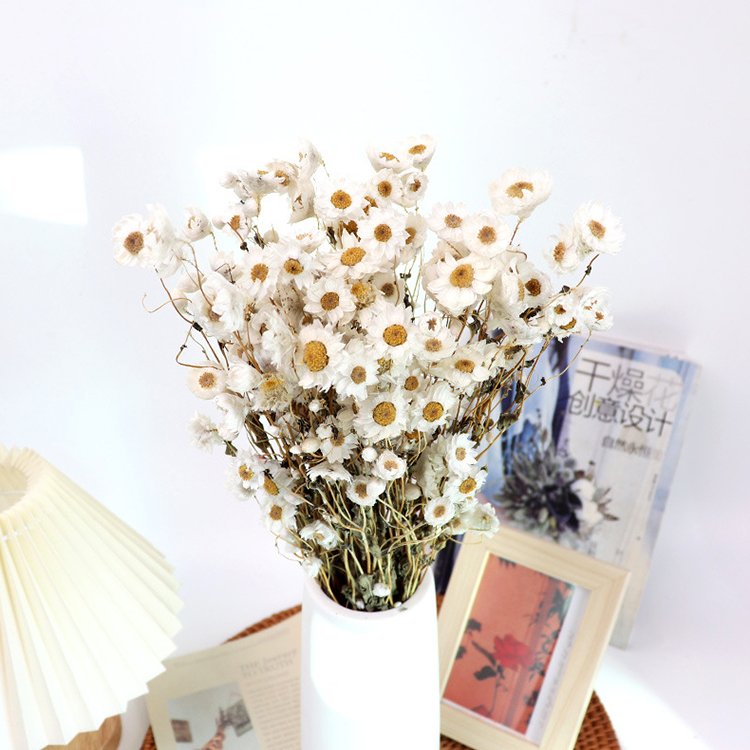 Real Natural Dried Daisy Rhodanthe wholesale natural dried 100 heads white pink Camonile Ammobium alatum Daisy Flowers