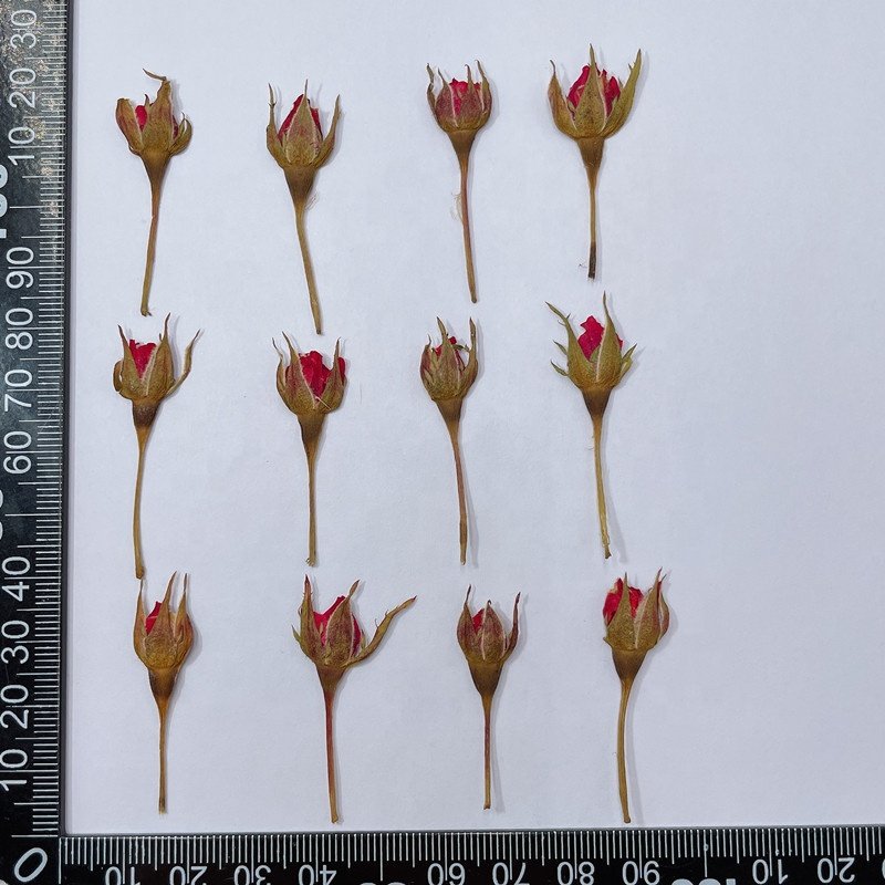 MNR1945 dried rose flowers dry for nails pressed