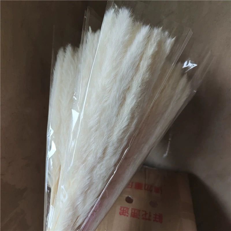 Wedding Home Decoration 45cm Length Dried Pampass Dried Flower Small Reeds brown small pampas grass