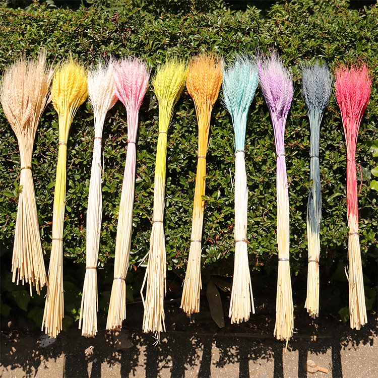 C-10 Hot gift dry flowers natural decors wheat ear real dried pressed flowers for resin for Home Decoration