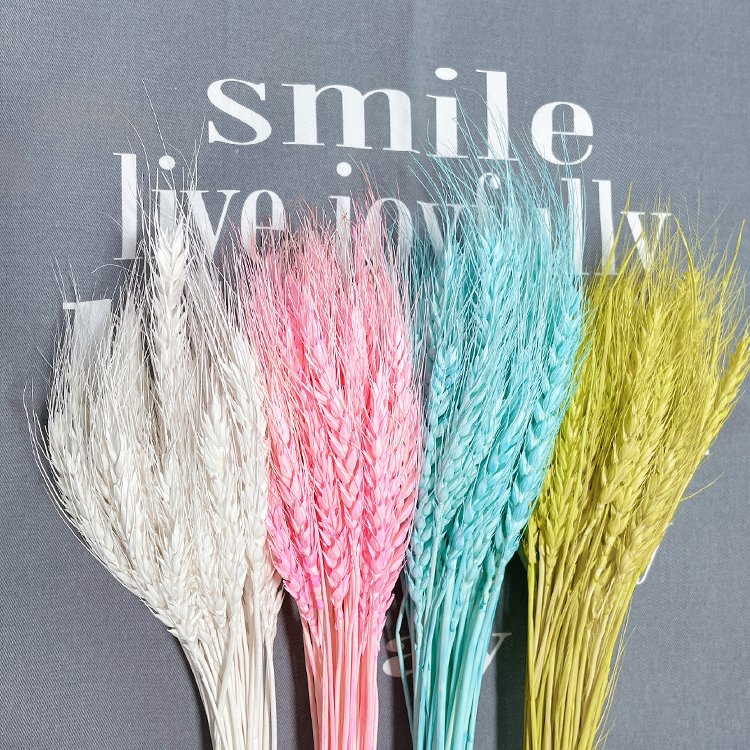 C-10 Hot gift dry flowers natural decors wheat ear real dried pressed flowers for resin for Home Decoration