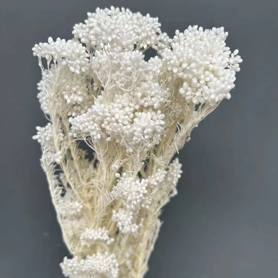 High Quality Real Touch Mini Rice Flower Dried Preserved Flower Bouquet Natural Stem Eternal Home Decoration
